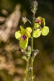 07 18 Moth mullein 7564