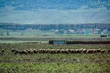 0402 Grazing line Moroc-3824