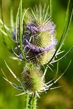 07 18 Teasel 7569