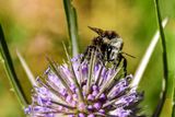 07 18 Bumble bee on teasel 7576