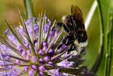 07 18 Bumble bee on teasel 7577