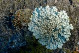 2024 07 18 Grimmia pulvinata and lichen 7586