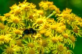 2024 07 18 Yellow-faced bumble bee on a DYC 7589