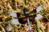 07 18 Window skimmer dragonfly 7599