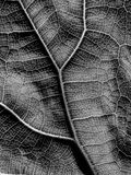 Fig leaf i9877bw