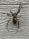 09 17 a golden orb weaver > Black and Yellow Garden Spider i0676