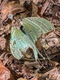 2024 09 16 Luna moths end of life i0659