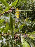 09 19 Joro spider i0692