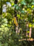 09 19 Joro spider i0721