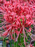 2024 09 17 Red spider lily i0671