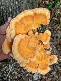 08 12 White-pored sulfur shelf fungus (Top) i9634