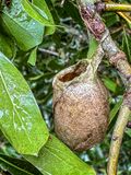 2024 09 18 Polyphemus cocoon 0691