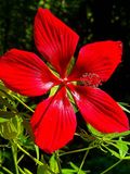 08 12 Swamp hibiscus i9795