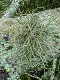 09 18 Unidentified lichen i0687