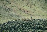 04 02 Herding sheep Moroc-3877