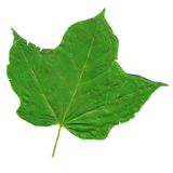 09 20 Mother Maple 01b