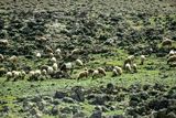04 02 Sheep and burro  Moroc-3881