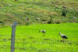 04 02 Stealthing storks Moroc-3884