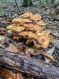 09 18 Honey mushrooms i0709