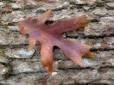 10 30 White oak leaf on white oak i1553