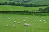 06 14 Scotland has sheep. LOTS of sheep 5169