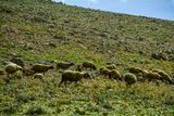 04 02 Sheep on more rocks than forage Moroc-3894