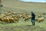 04 02 Herding sheep Moroc-3901