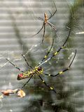 2024 09 23 Joro spider male (upper) and female (lower) i0834