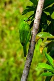 08 25  Greater Green Leafbird female 4249