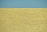 07 18 Grain and sky 7753