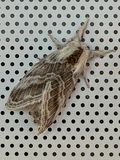 10 30 The large tolype moth i1543
