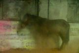 09 04 Horse sheltering under a building roof from torrential rain India-2-2381