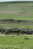 04 02 Burros Moroc-3924