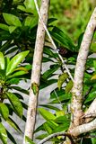 08 25 Dusky Munia 4284