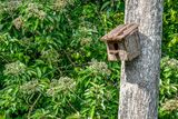 08 25 Nesting box for giant red flying squirrels 4290