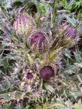 Bull thistle i5846