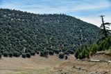 04 02 Dry land conifers Moroc- 4001