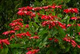 09 04 Pointsettias at Breeks Memorial School India-2-2412
