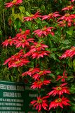09 04 Pointsettias at Breeks Memorial School India-2-2415