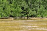 08 26 River-side jungle 4539