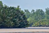 08 26 Bend in the Kinabatangan River 4551