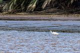 08 26 TBD egret in theKinabatangan River 4559