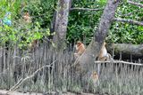 08 26 Proboscis monkeys in mangrove swamp 4563