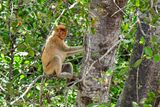 08 26 Proboscis monkey 4571