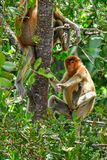 08 26 Proboscis monkeys 4576