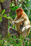 08 26 Proboscis monkey 4576-2