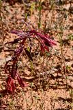 05 03 An evening primrose Utah19-2-1338