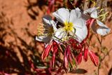 05 03 An evening primrose Utah19-2-1339