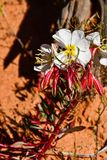05 03 An evening primrose Utah19-2-1340