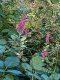 07 19 Rose spirea among cane berries i6949